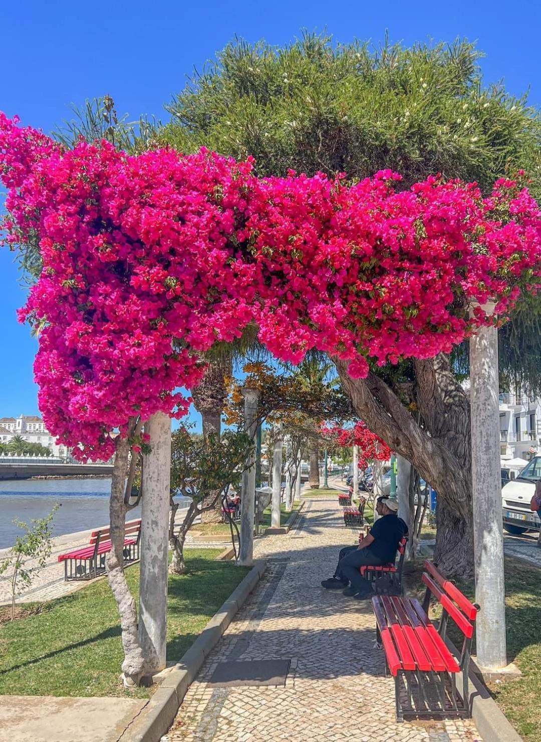 Tavira Garden Oasis 아파트 외부 사진